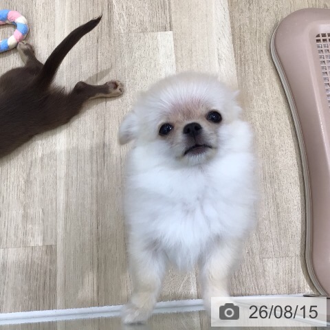 岐阜県のチワワ(ロング) (ペットプラス 各務原店/2026年5月27日生まれ/男の子/クリーム)の子犬の4枚目の画像