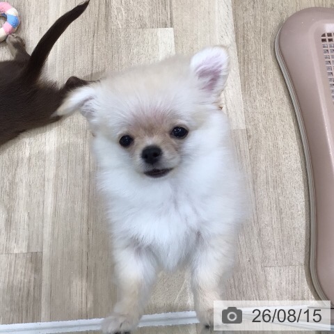 岐阜県のチワワ(ロング) (ペットプラス 各務原店/2026年5月27日生まれ/男の子/クリーム)の子犬の3枚目の画像