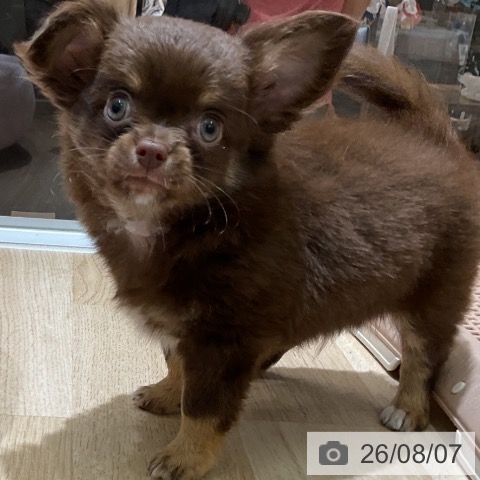 愛知県のチワワ(ロング) (ペットプラス イオンモール豊川店/2026年6月3日生まれ/男の子/チョコレートタン)の子犬の3枚目の画像