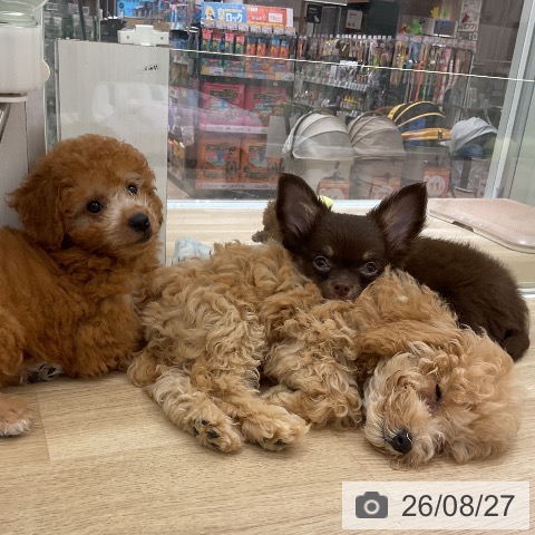 愛知県のチワワ(ロング) (ペットプラス イオンモール豊川店/2026年6月3日生まれ/男の子/チョコレートタン)の子犬の4枚目の画像
