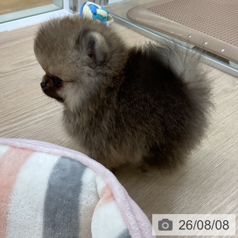 ポメラニアンの写真