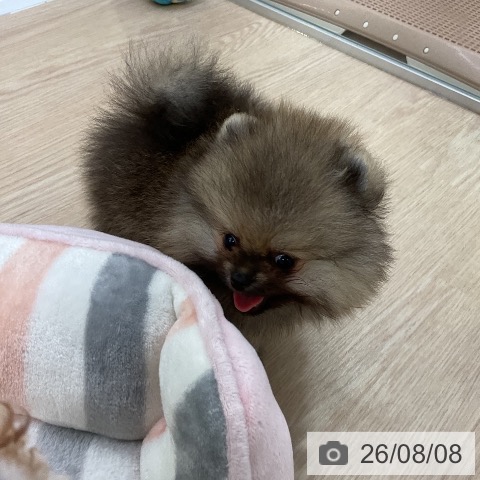 ポメラニアンの写真