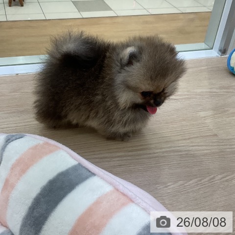 ポメラニアンの写真