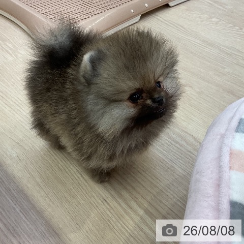 ポメラニアンの写真