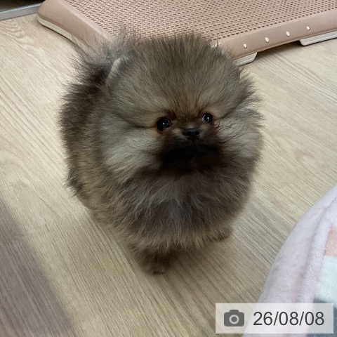 ポメラニアンの写真