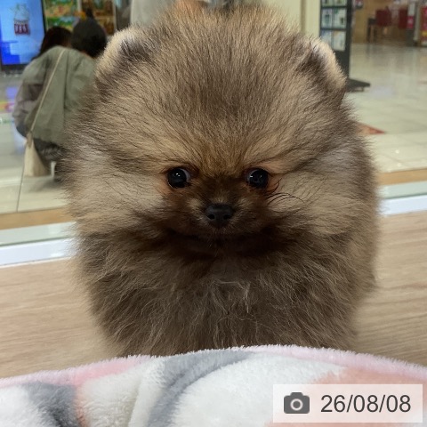 ポメラニアンの写真
