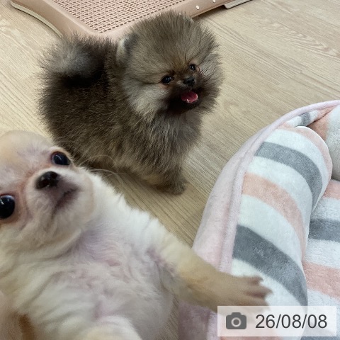 ポメラニアンの写真