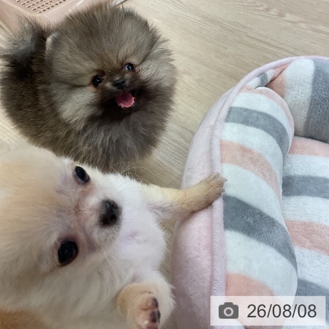 ポメラニアンの写真