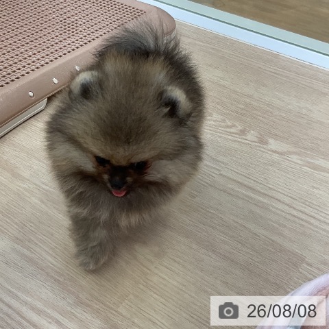 ポメラニアンの写真