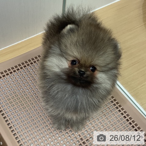 ポメラニアンの写真