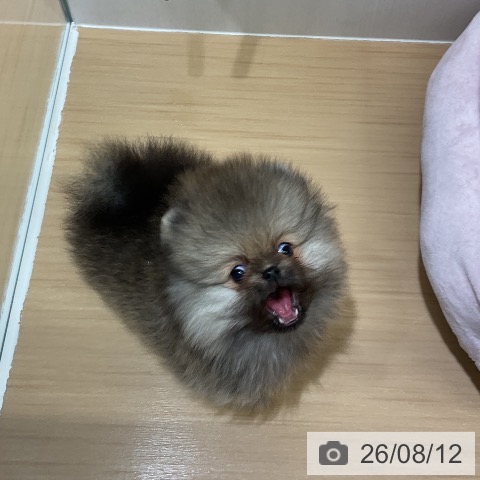ポメラニアンの写真