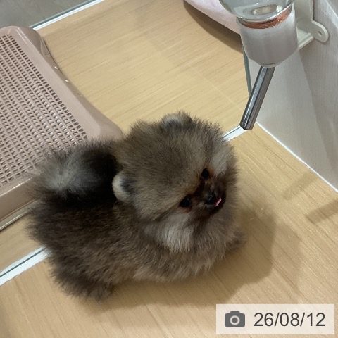 ポメラニアンの写真