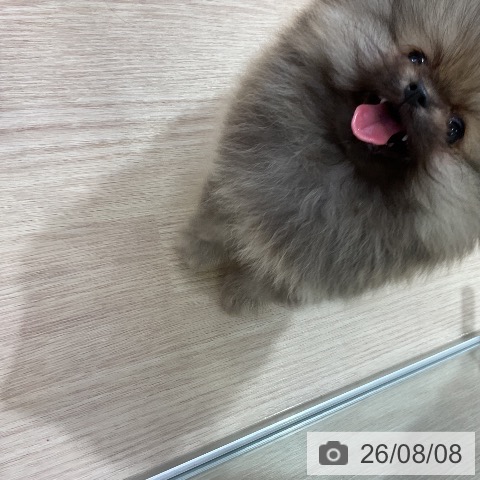 ポメラニアンの写真