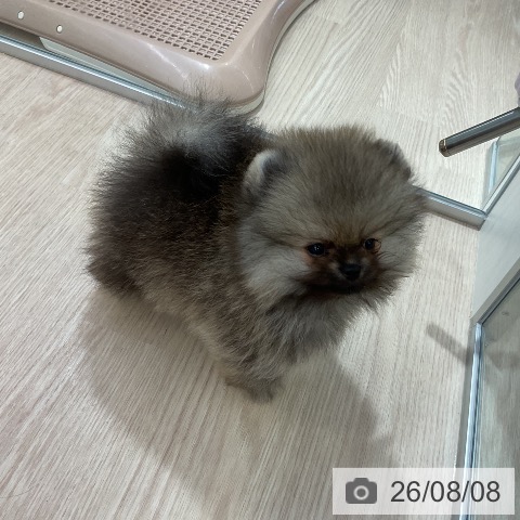 ポメラニアンの写真