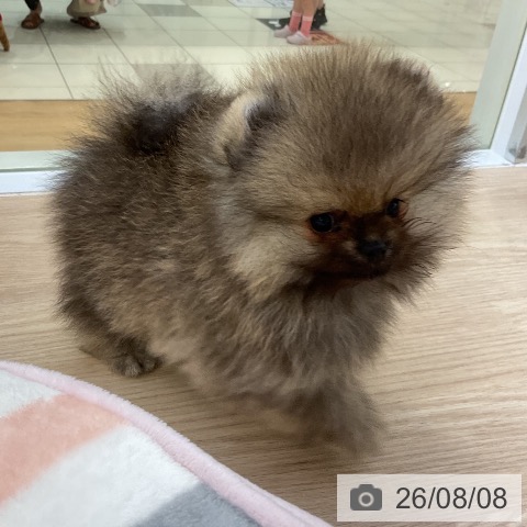 ポメラニアンの写真