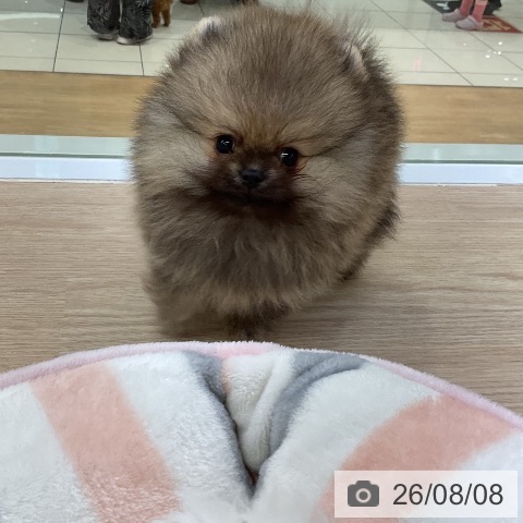 ポメラニアンの写真