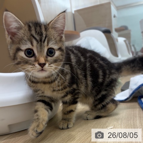 スコティッシュフォールドの写真