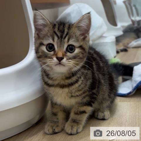 スコティッシュフォールドの写真