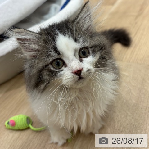 大阪府のミヌエット (ペットプラス イオン大日店/2026年6月1日生まれ/女の子/ブラウンタビーホワイト)の子猫の4枚目の画像