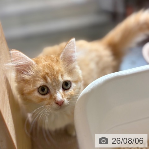 ミヌエットの写真