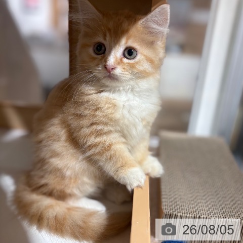 ミヌエットの写真