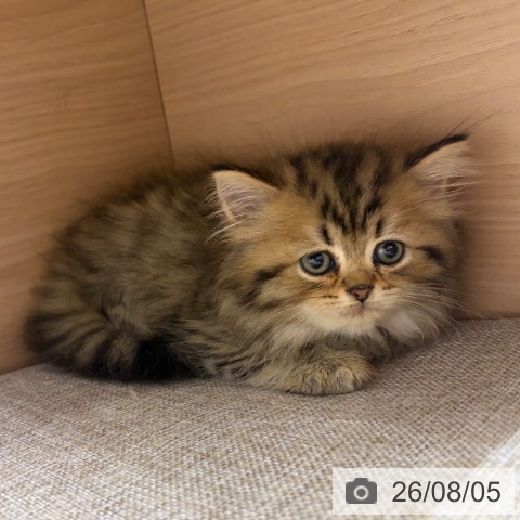 ペルシャの写真