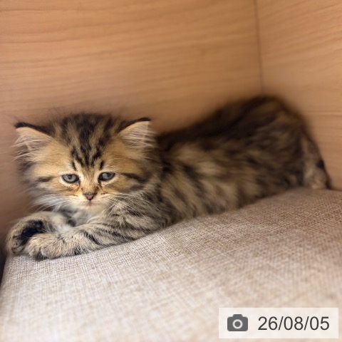 ペルシャの写真