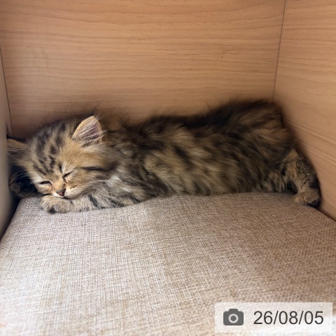 ペルシャの写真