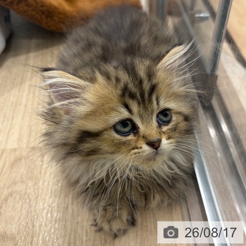 大阪府のペルシャ (ペットプラス イオン大日店/2026年6月3日生まれ/男の子/チンチラゴールデン)の子猫の4枚目の画像