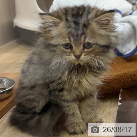 大阪府のペルシャ (ペットプラス イオン大日店/2026年6月3日生まれ/男の子/チンチラゴールデン)の子猫の3枚目の画像