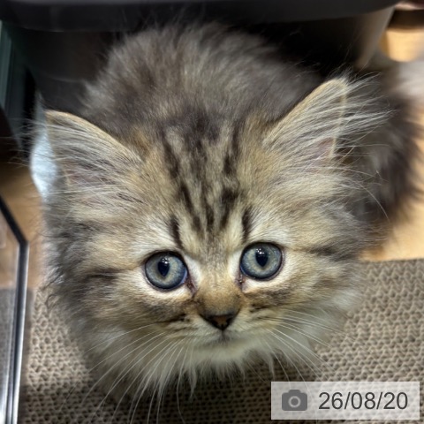 ペルシャの写真
