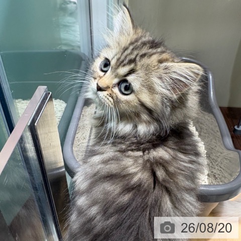 ペルシャの写真