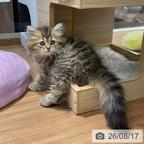 大阪府のペルシャ (ペットプラス りんくう泉南店/2026年6月3日生まれ/女の子/チンチラゴールデン)の子猫の3枚目の画像