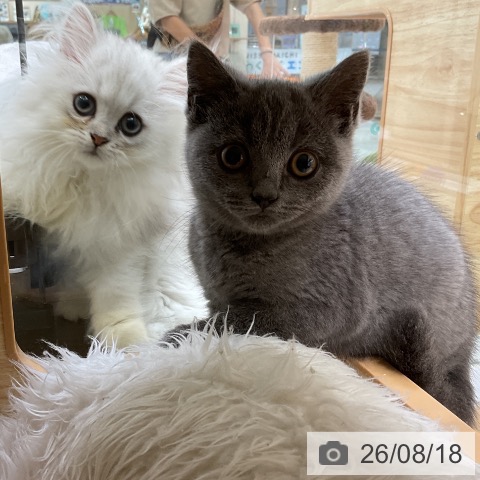 ブリティッシュショートヘアの写真