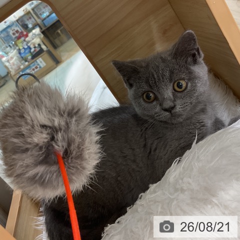 ブリティッシュショートヘアの写真