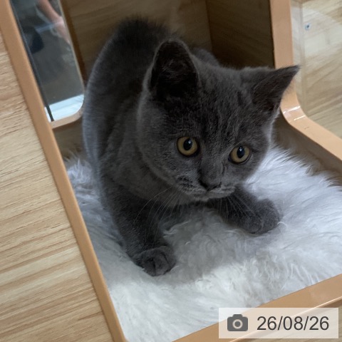 ブリティッシュショートヘアの写真