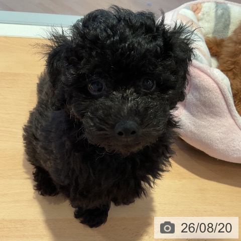 三重県のトイプードル(トイ) (ペットプラス 東員店/2026年6月6日生まれ/男の子/ブラック)の子犬の4枚目の画像