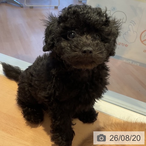 三重県のトイプードル(トイ) (ペットプラス 東員店/2026年6月6日生まれ/男の子/ブラック)の子犬の3枚目の画像