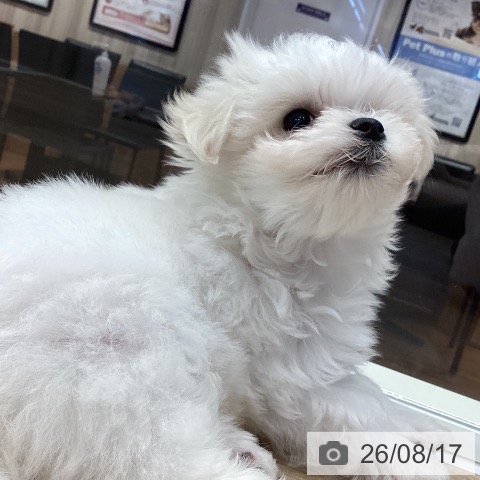 マルチーズの写真