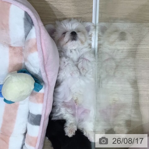 マルチーズの写真
