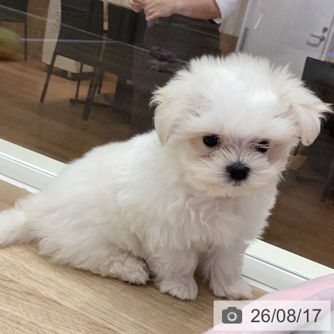岐阜県のマルチーズ (ペットプラス 各務原店/2026年6月8日生まれ/男の子/ホワイト)の子犬の4枚目の画像