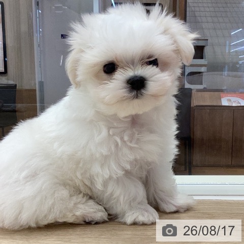 岐阜県のマルチーズ (ペットプラス 各務原店/2026年6月8日生まれ/男の子/ホワイト)の子犬の3枚目の画像