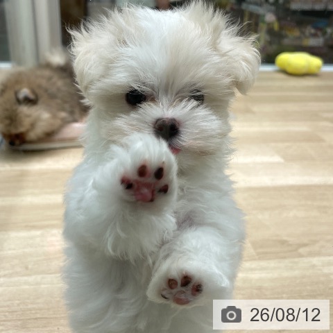 愛知県のマルチーズ (ペットプラス 則武新町店/2026年6月8日生まれ/女の子/ホワイト)の子犬の3枚目の画像