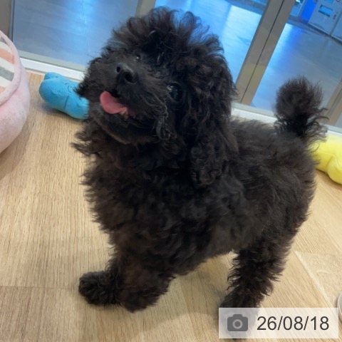 愛知県のトイプードル(トイ) (ペットプラス 熱田店/2026年6月7日生まれ/女の子/ブラック)の子犬の4枚目の画像