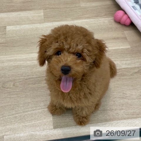 愛知県のトイプードル(トイ) (ペットプラス みなと店/2026年6月7日生まれ/男の子/レッドフォーン)の子犬の4枚目の画像