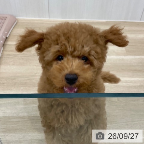 愛知県のトイプードル(トイ) (ペットプラス みなと店/2026年6月7日生まれ/男の子/レッドフォーン)の子犬の3枚目の画像