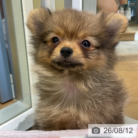 愛知県のポメラニアン (ペットプラス mozoワンダーシティ店/2026年6月7日生まれ/男の子/オレンジ)の子犬の3枚目の画像