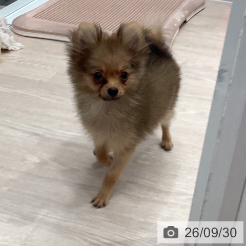 ポメラニアンの写真