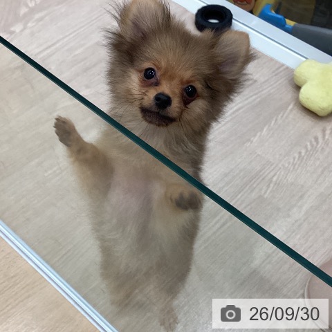 ポメラニアンの写真