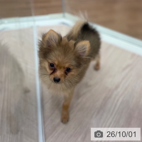 ポメラニアンの写真